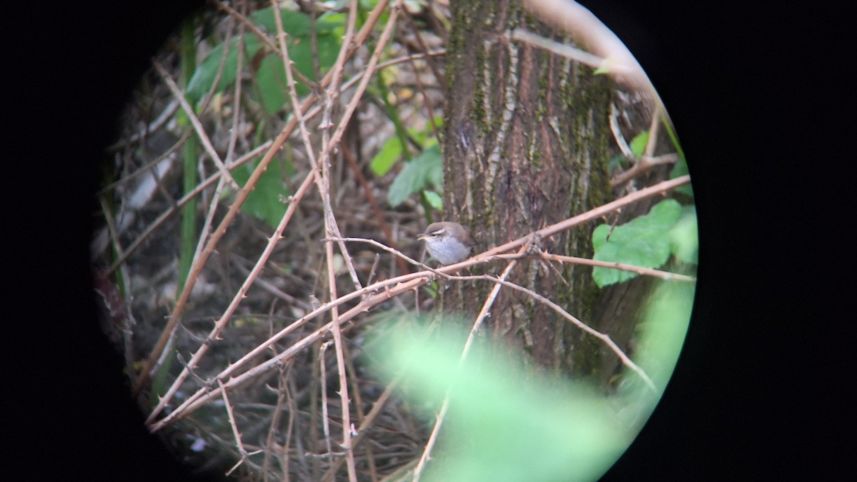 Bewick's Wren - ML620537636