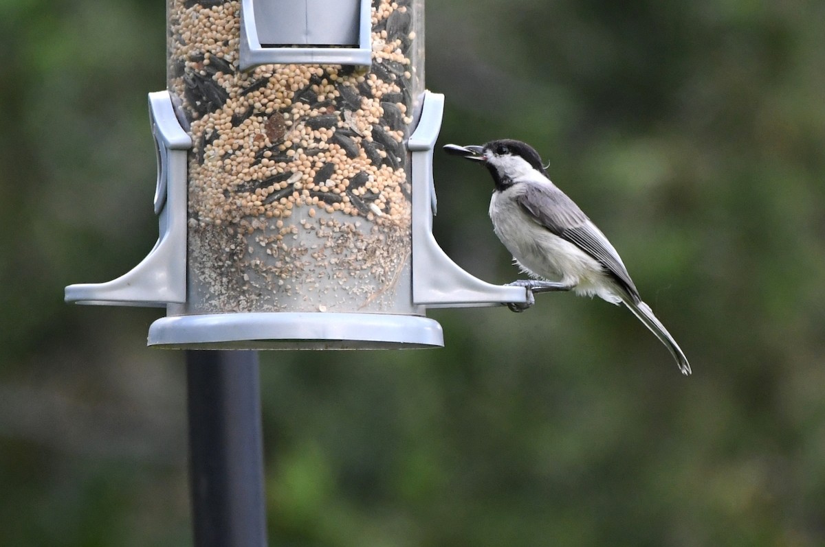 Carolina Chickadee - ML620537637