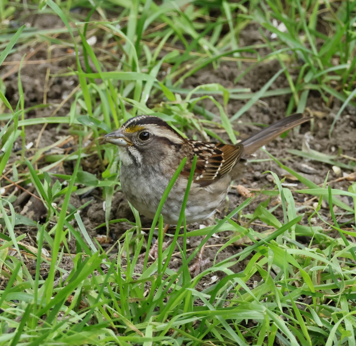 White-throated Sparrow - ML620537639