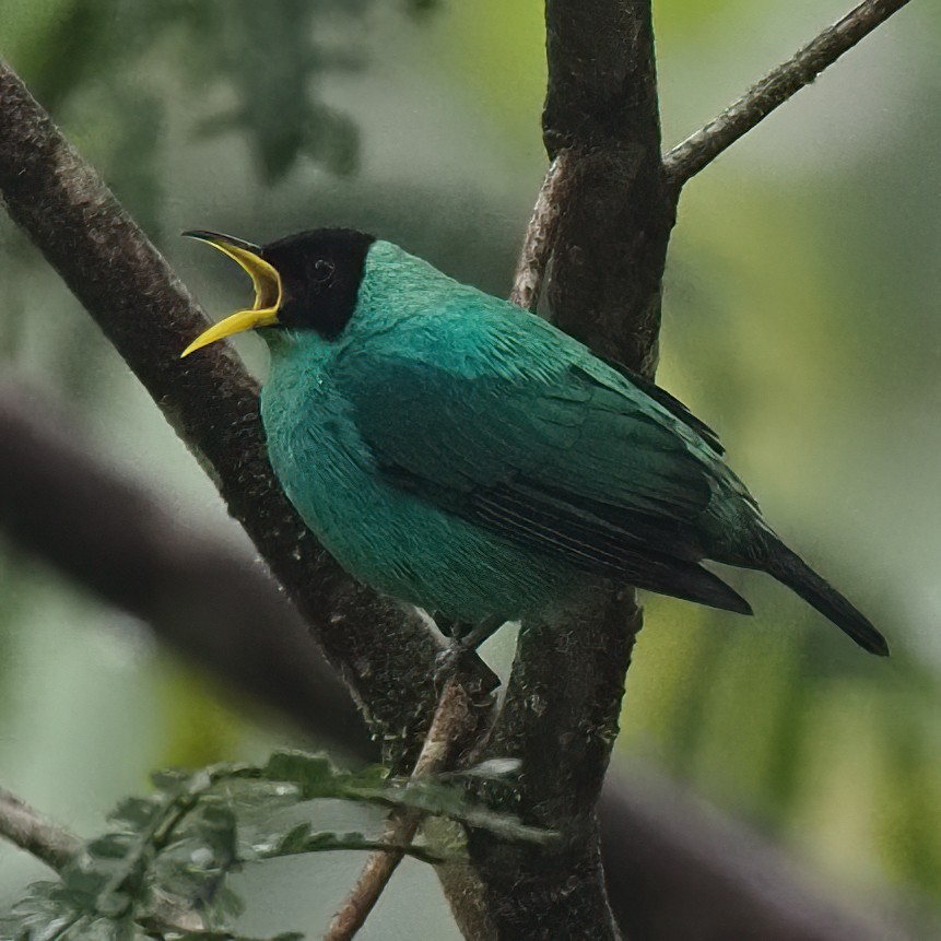 Green Honeycreeper - ML620537640