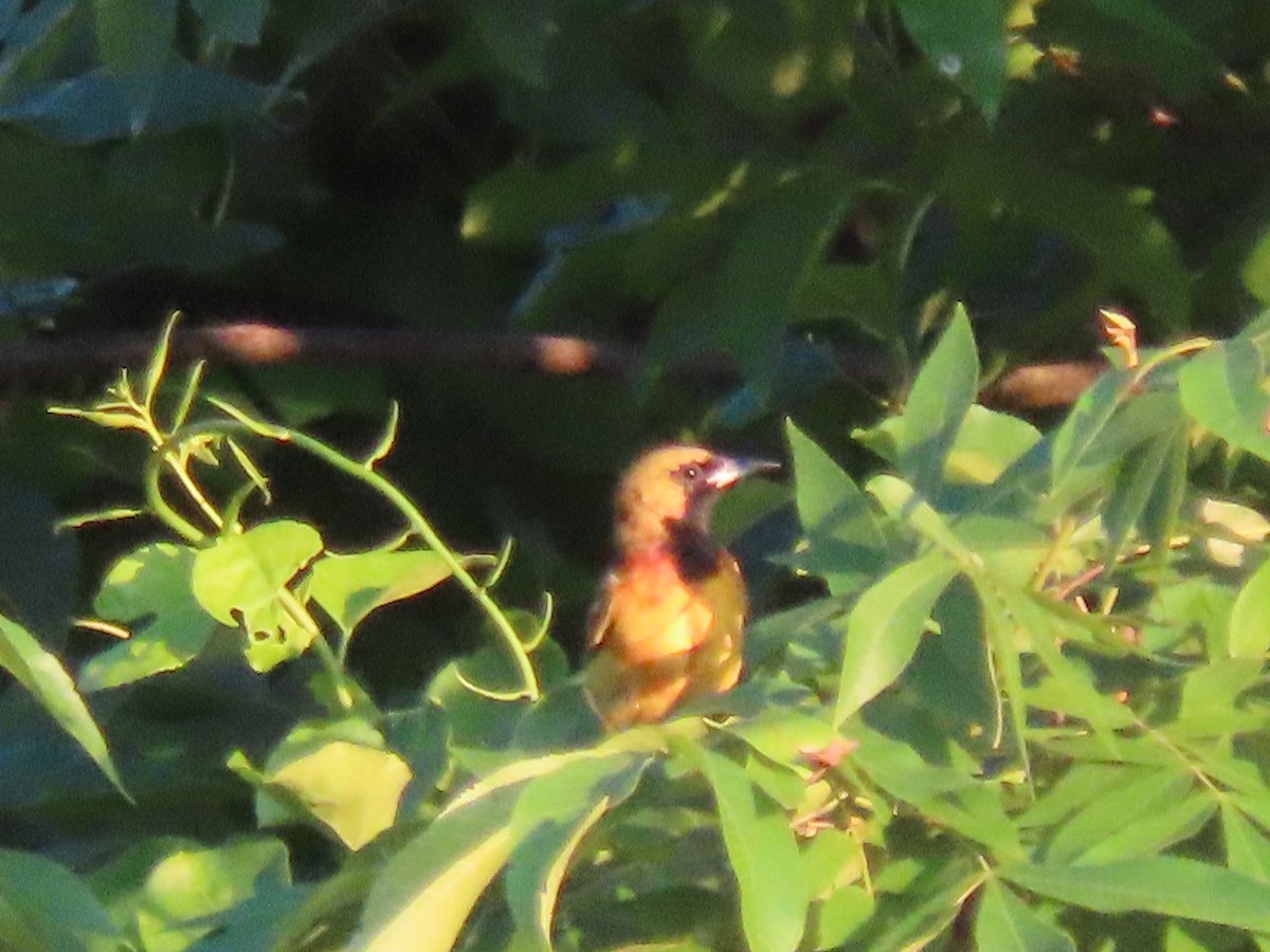 Orchard Oriole - ML620537642