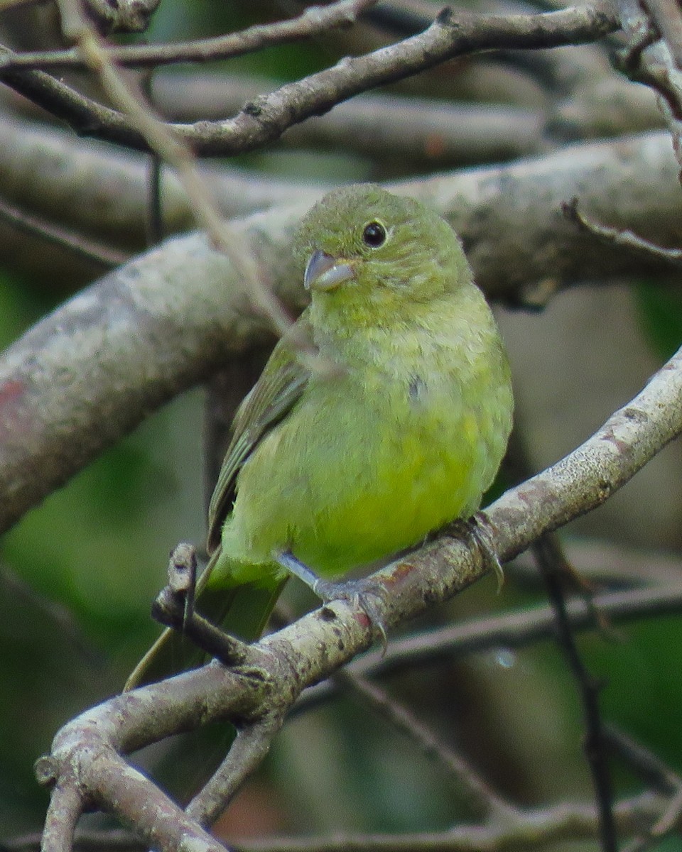 Painted Bunting - ML620537643