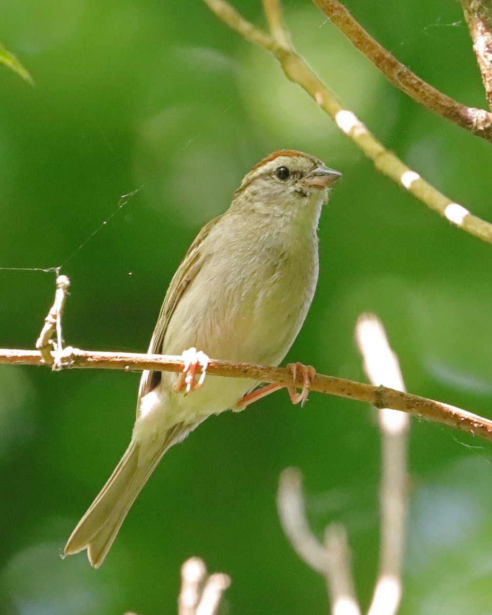 Chipping Sparrow - ML620537644