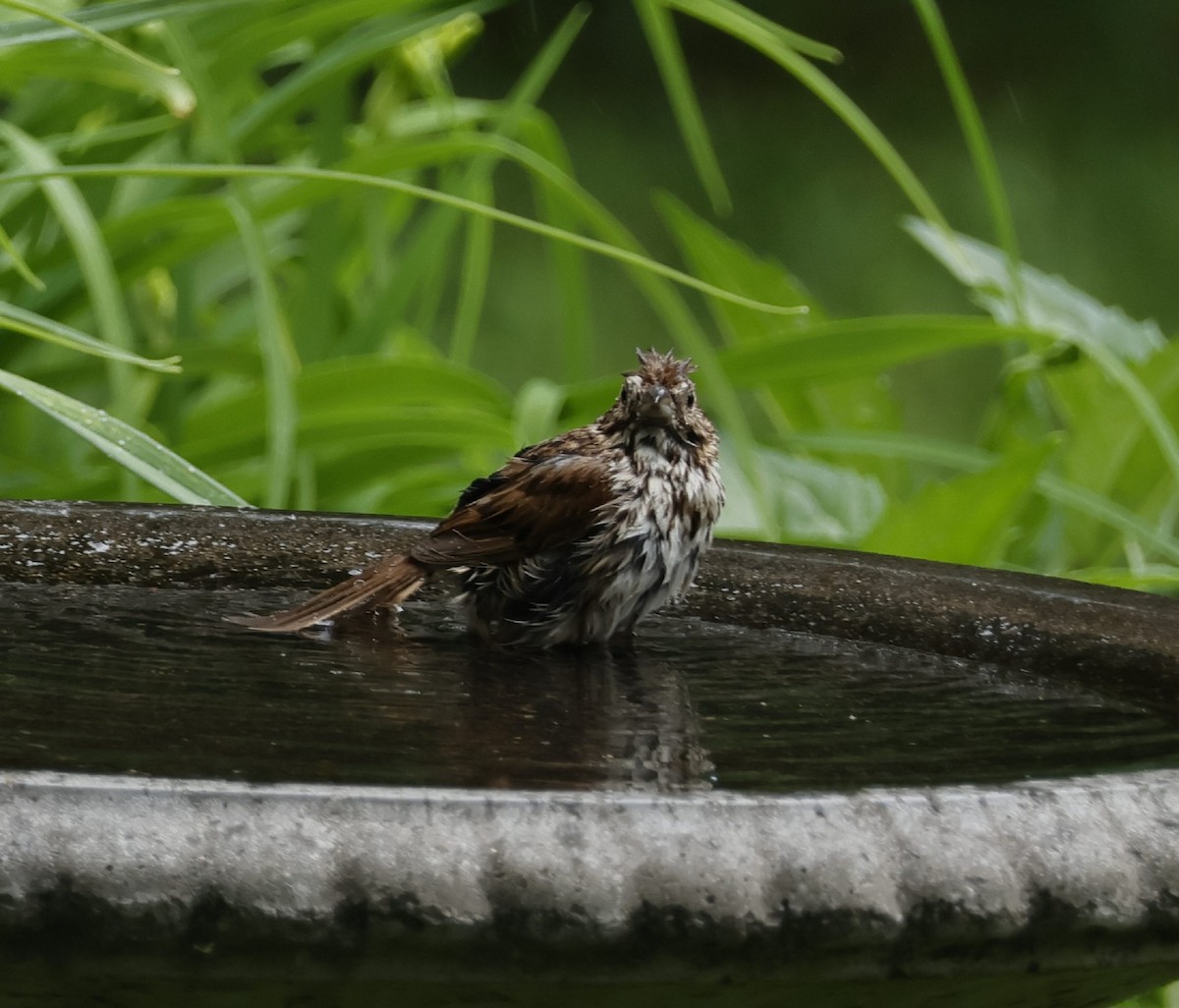 Song Sparrow - ML620537646