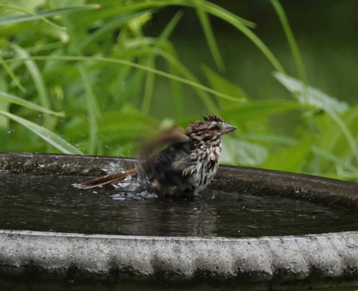 Song Sparrow - ML620537647