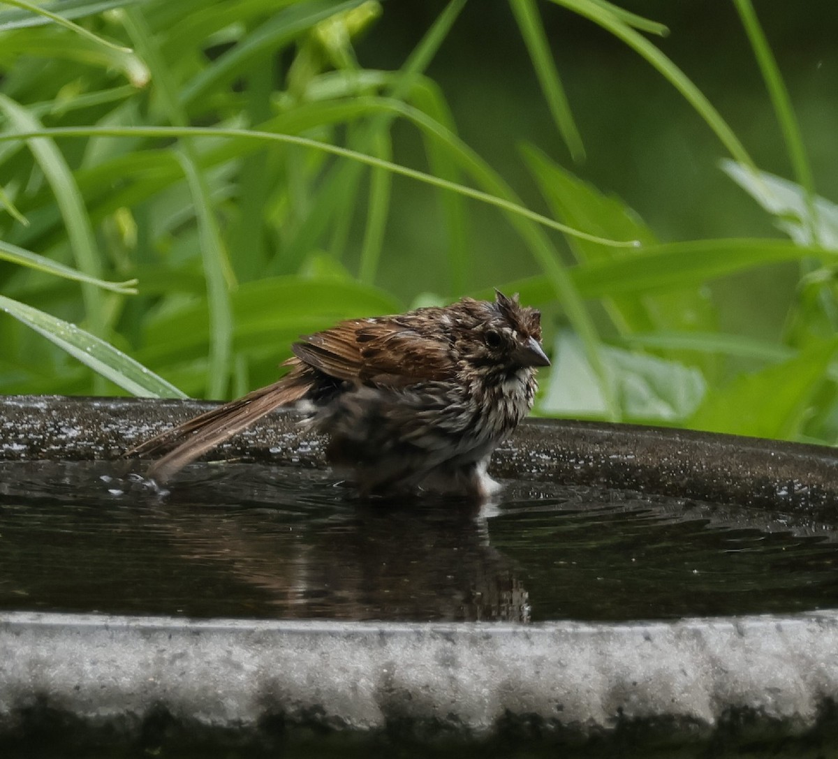 Song Sparrow - ML620537648