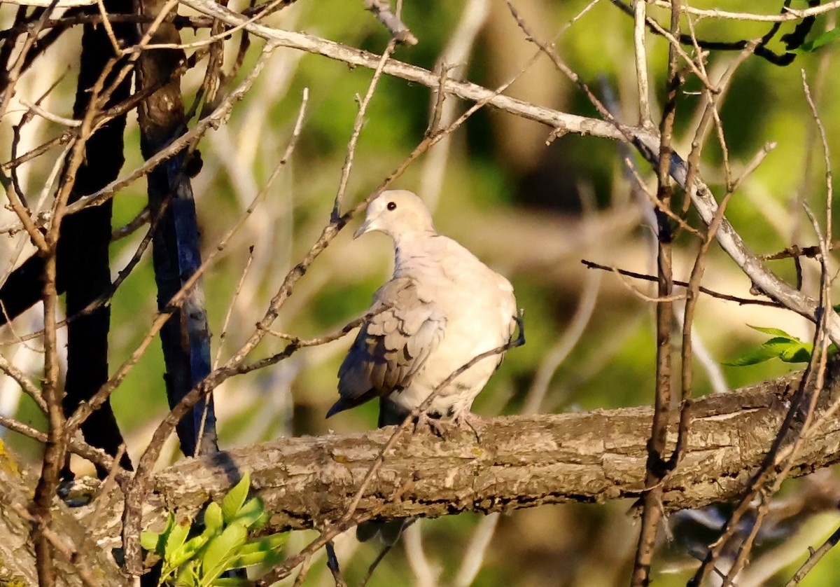 灰斑鳩 - ML620537653