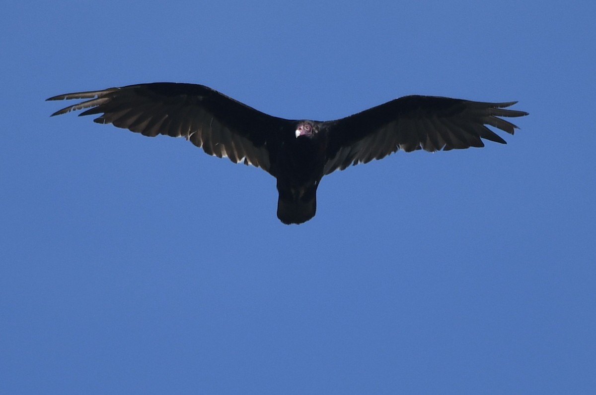 Turkey Vulture - ML620537666