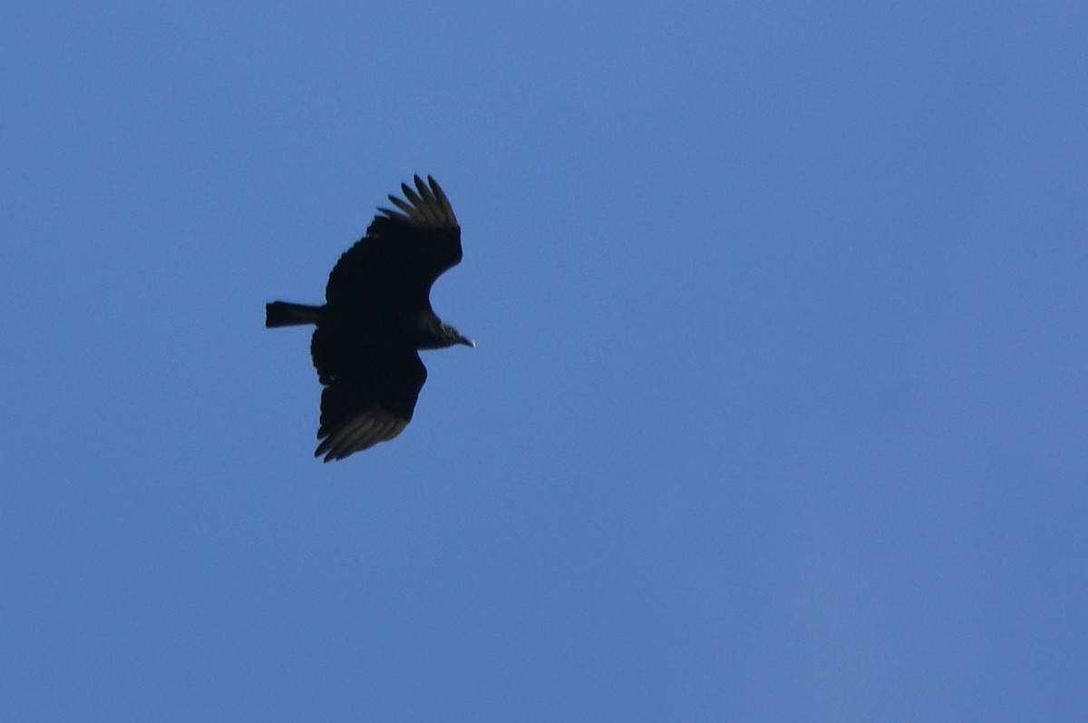 Black Vulture - ML620537667