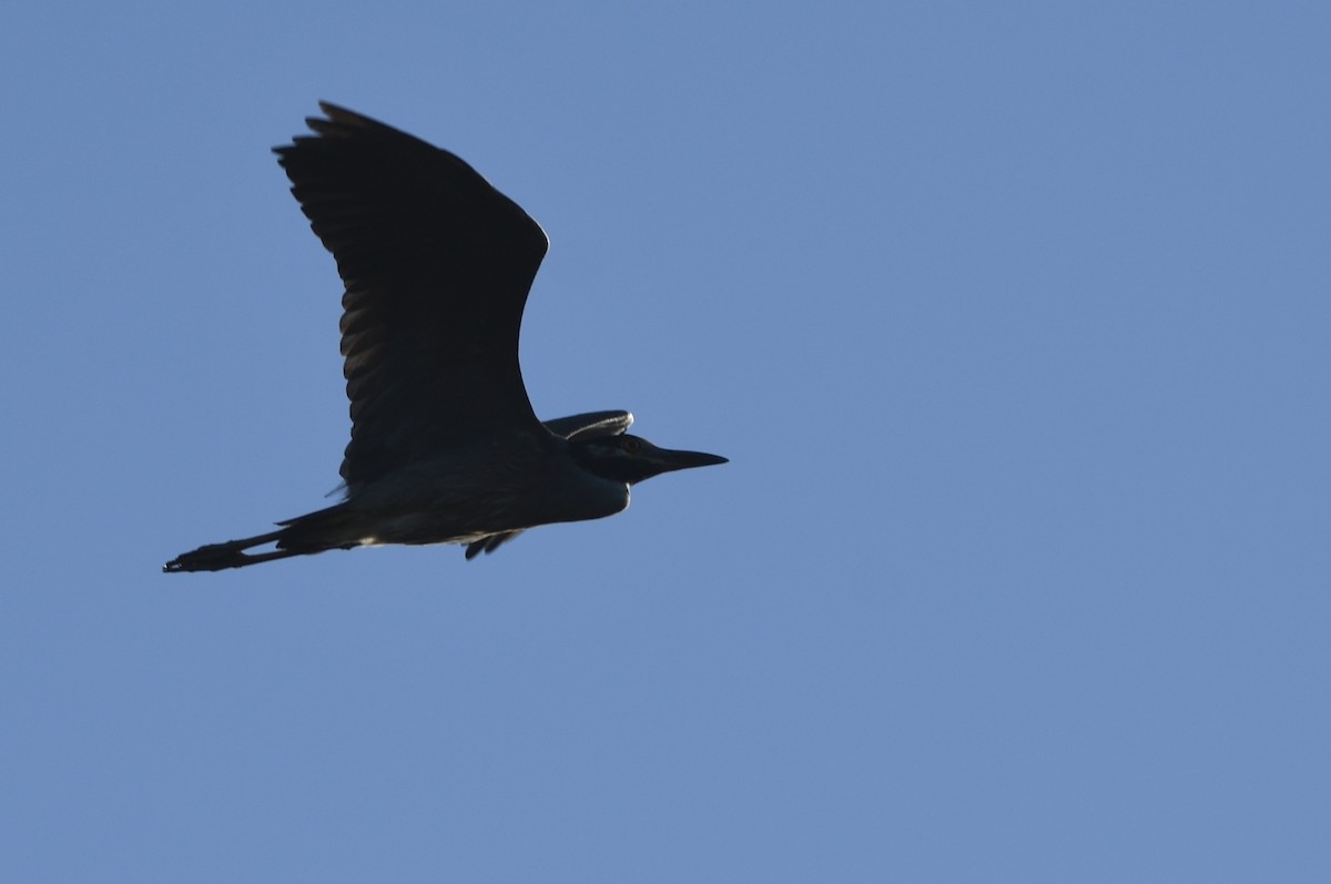 Yellow-crowned Night Heron - ML620537680