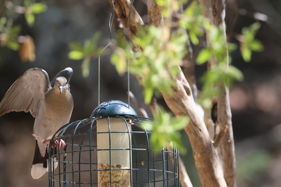 White-winged Dove - ML620537686