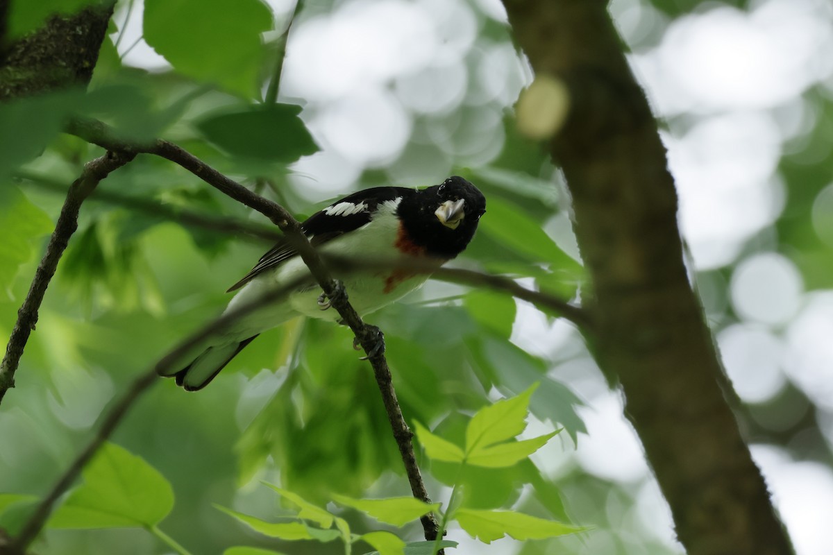 Rose-breasted Grosbeak - ML620537689