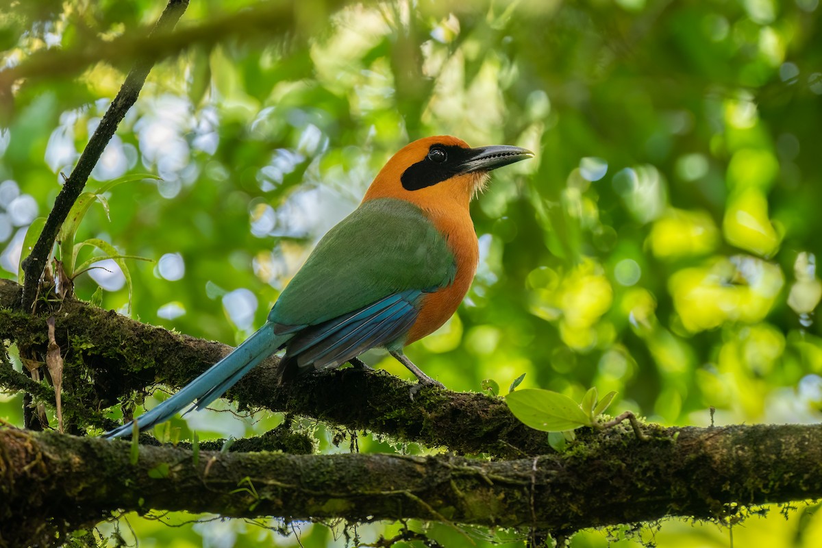 Rufous Motmot - ML620537695