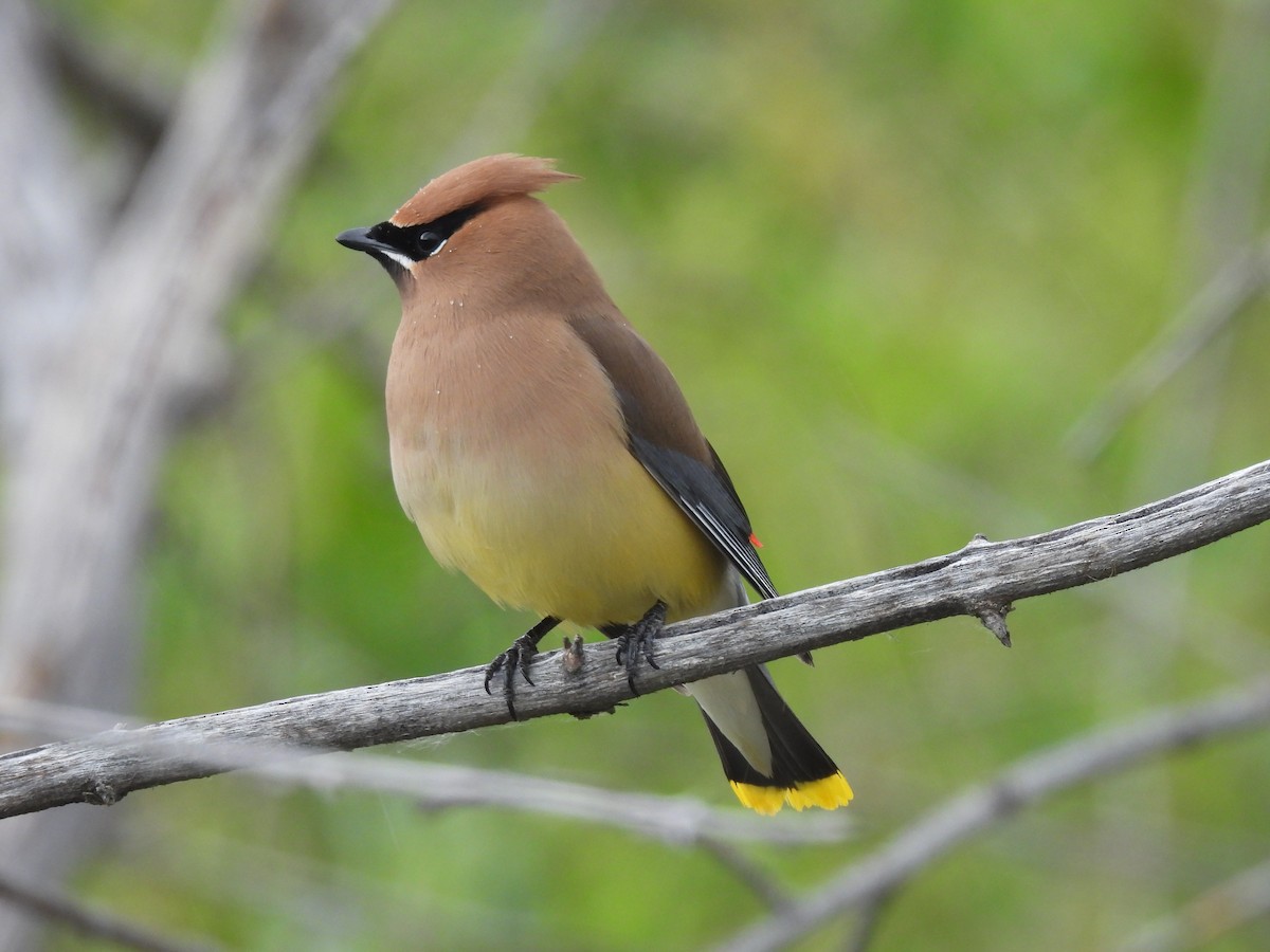 Cedar Waxwing - ML620537696