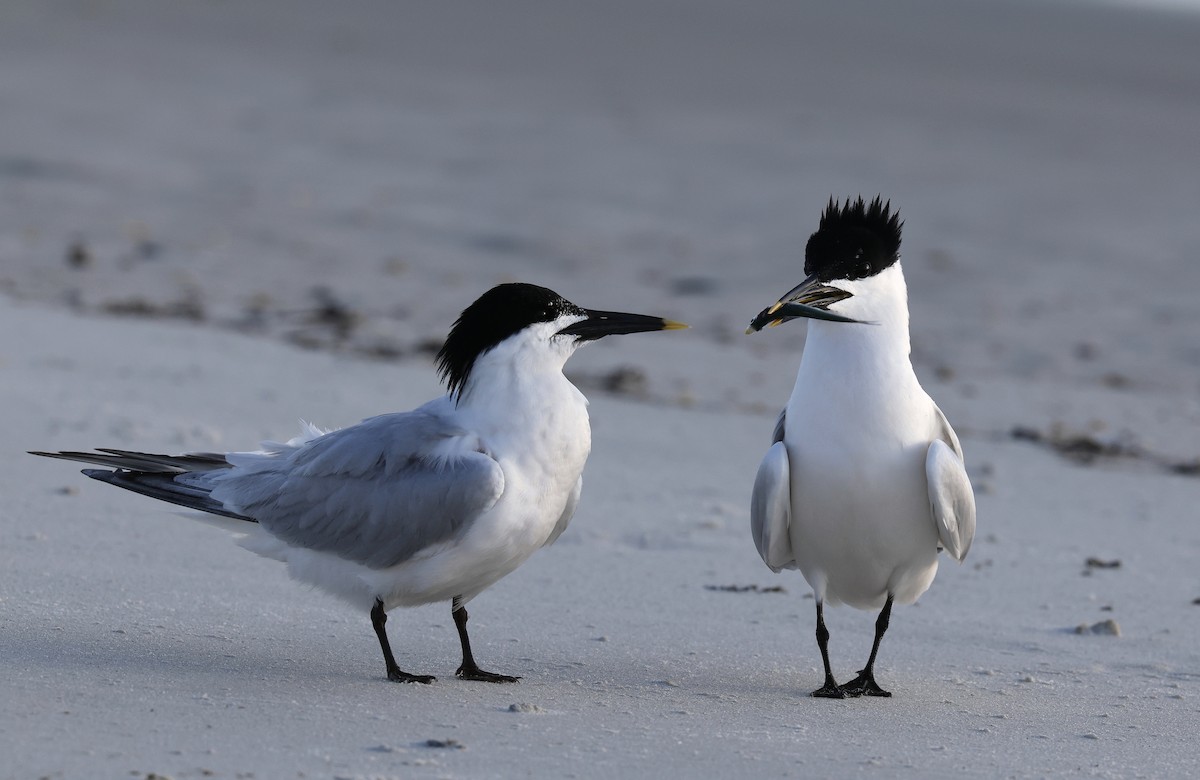 Sandwich Tern - ML620537700