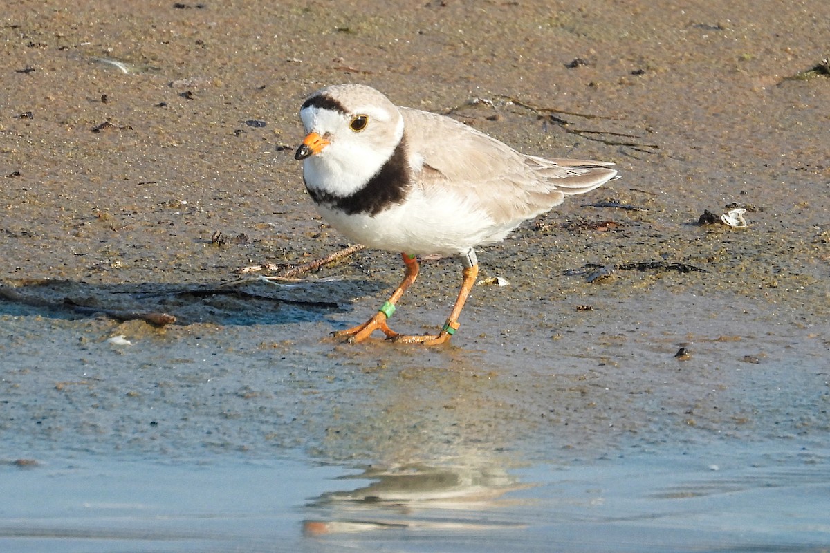 Piping Plover - ML620537709