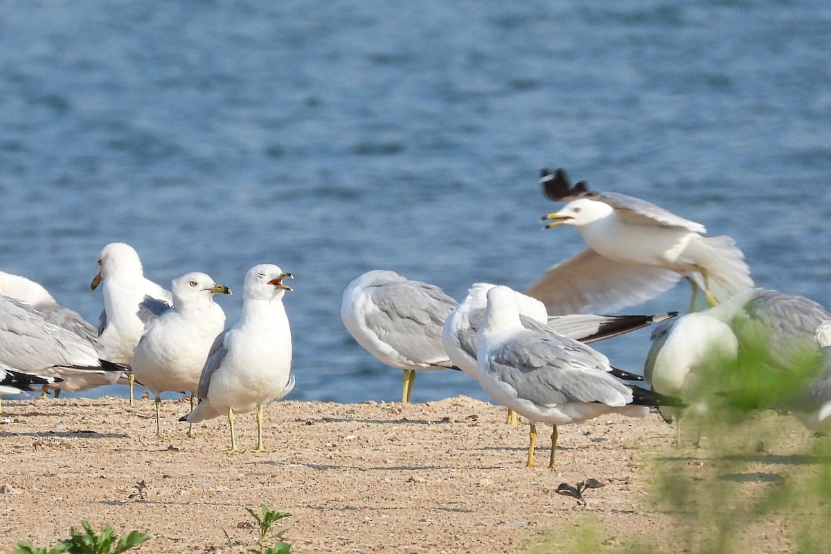 Ring-billed Gull - ML620537726