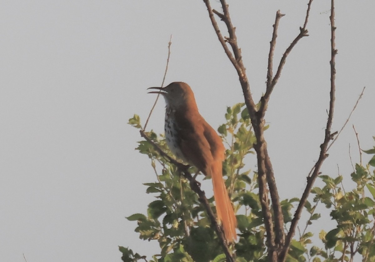 Brown Thrasher - ML620537729