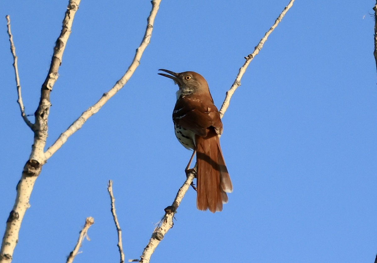 Brown Thrasher - ML620537730