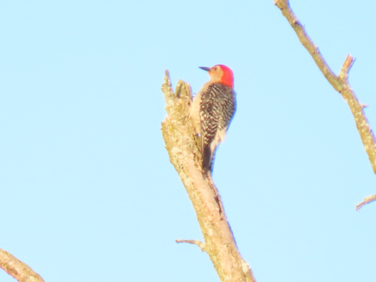 Red-bellied Woodpecker - ML620537733