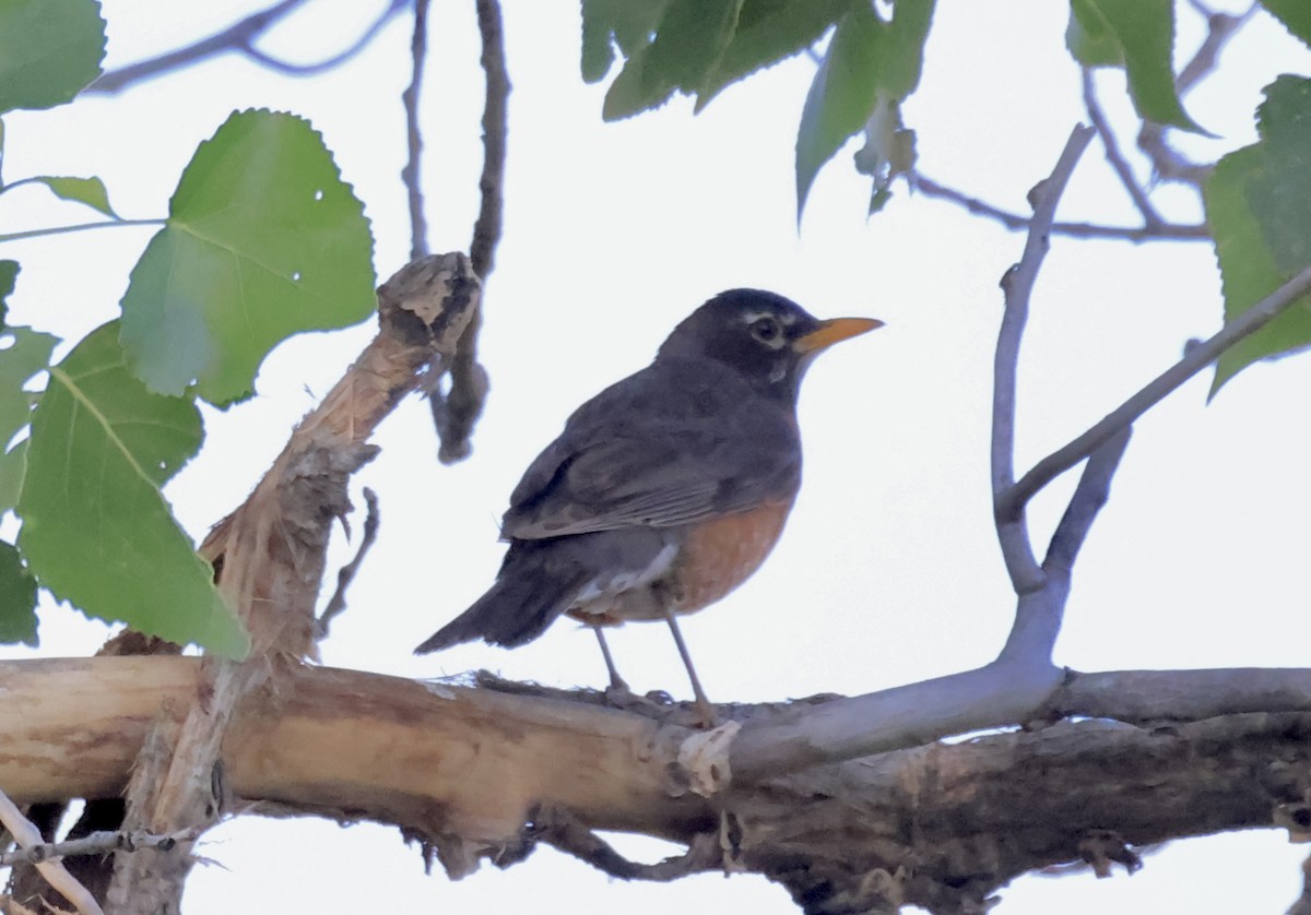 American Robin - ML620537735