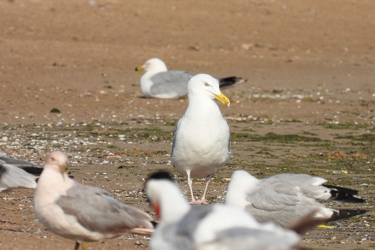 Gaviota Argéntea - ML620537740