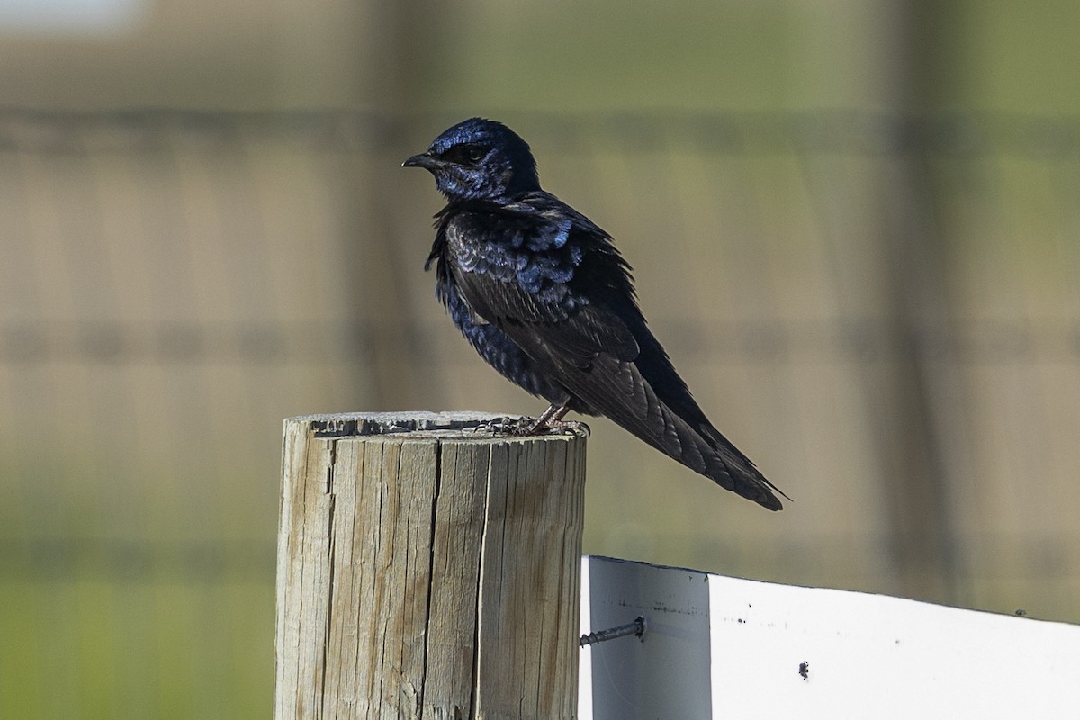 Purple Martin - ML620537766