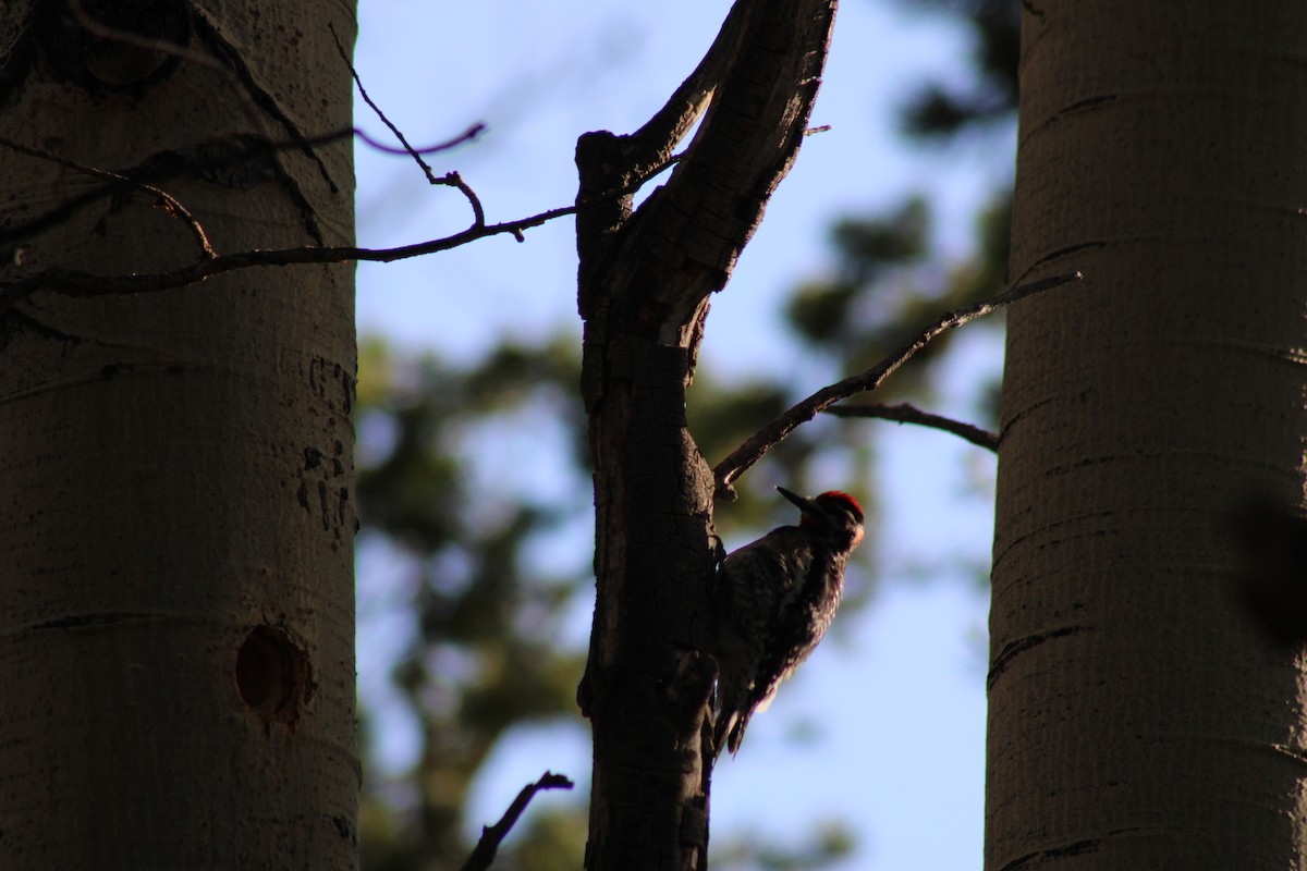 Red-naped Sapsucker - ML620537769