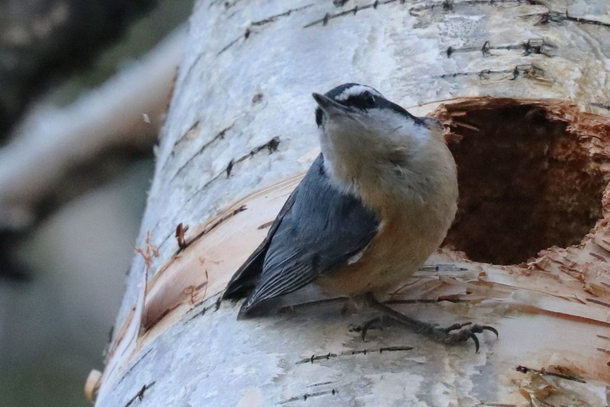 Red-breasted Nuthatch - ML620537774