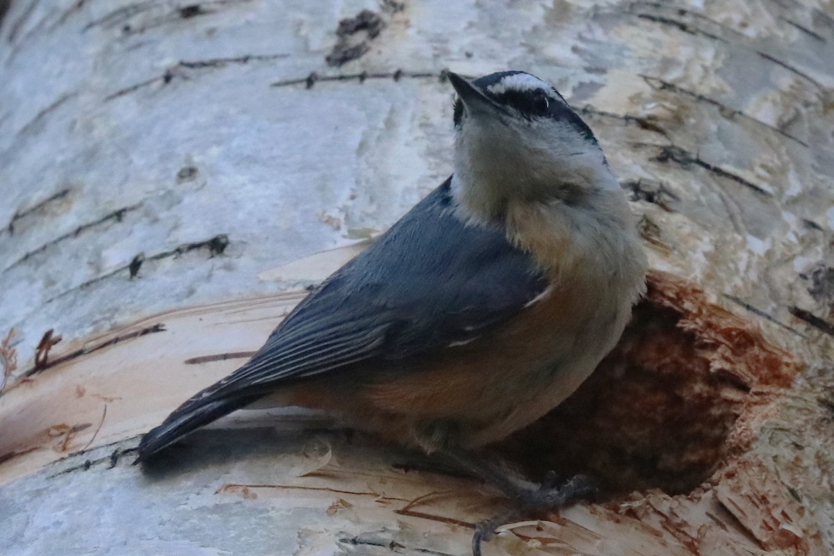 Red-breasted Nuthatch - ML620537775