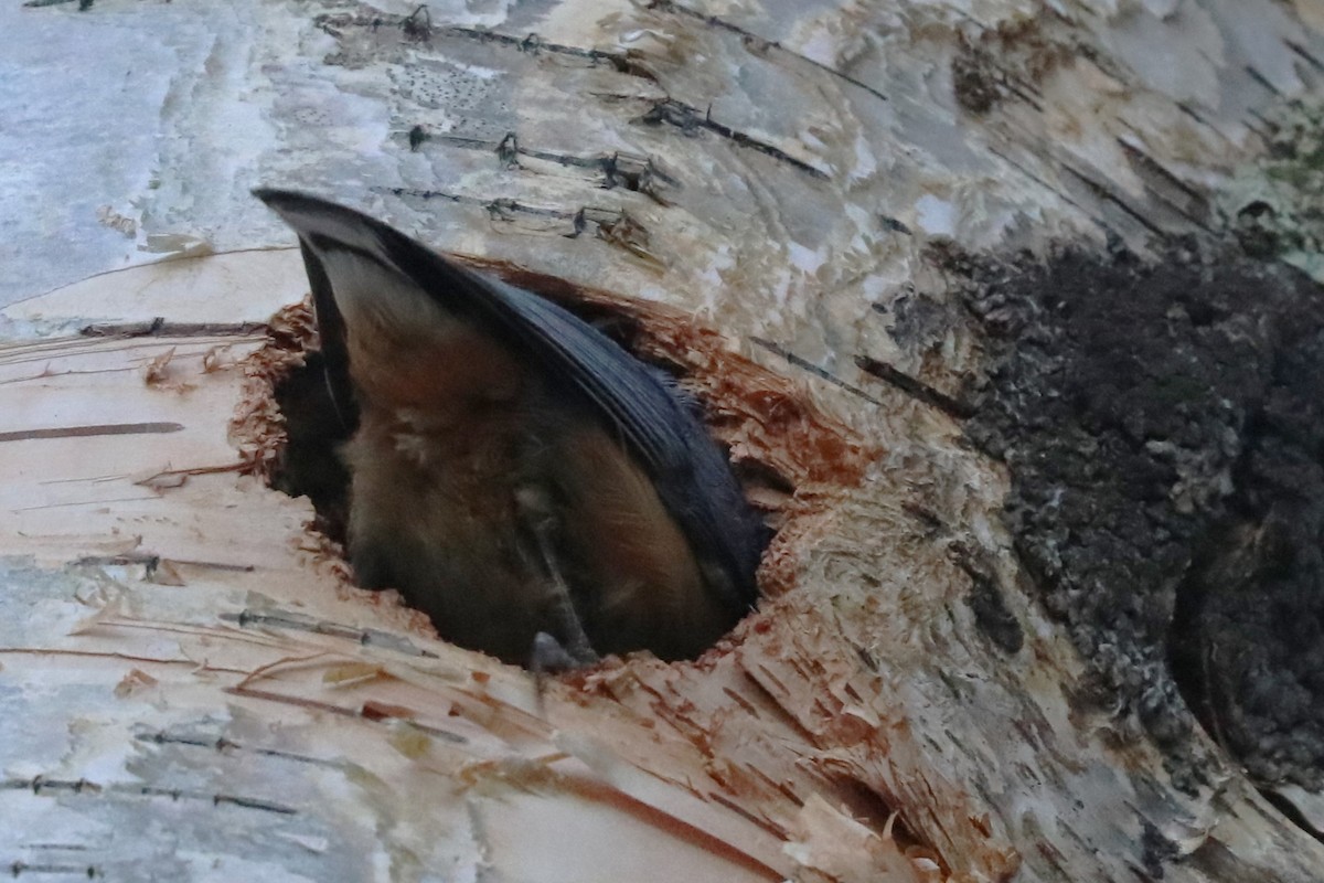 Red-breasted Nuthatch - ML620537776