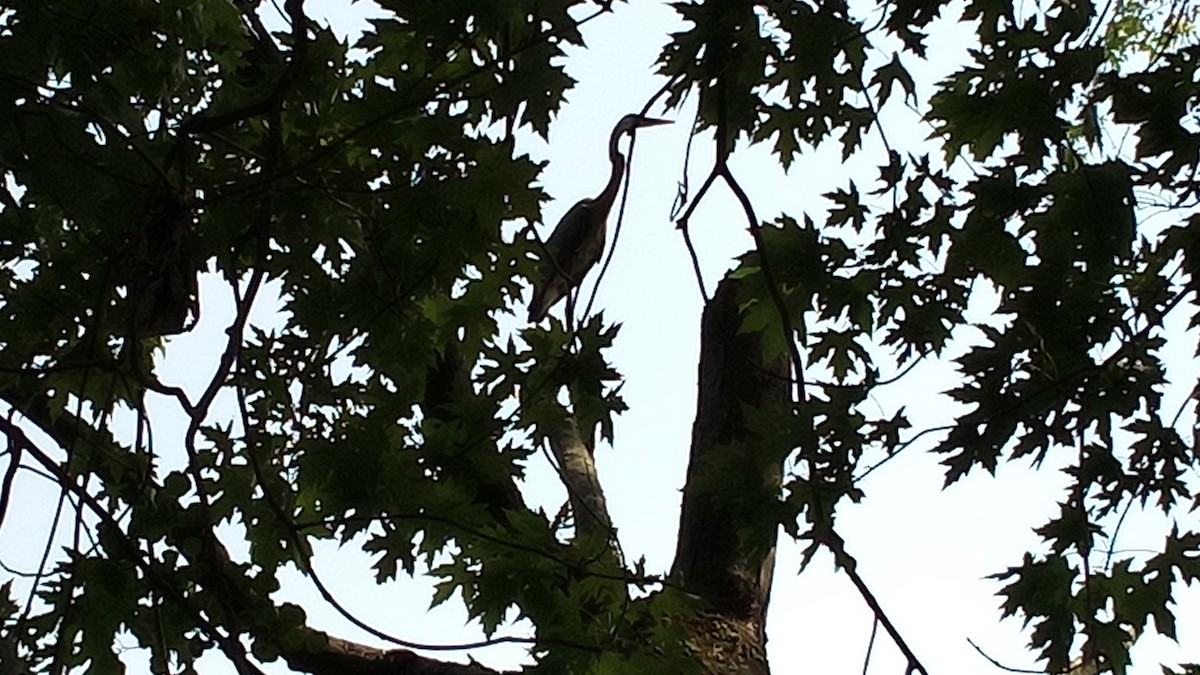 Great Blue Heron - Ade Ben-Sal.