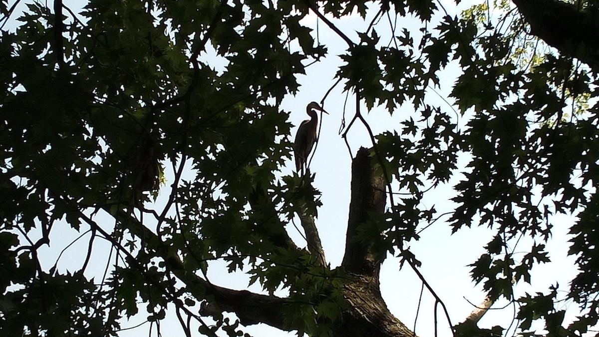 Great Blue Heron - ML620537788