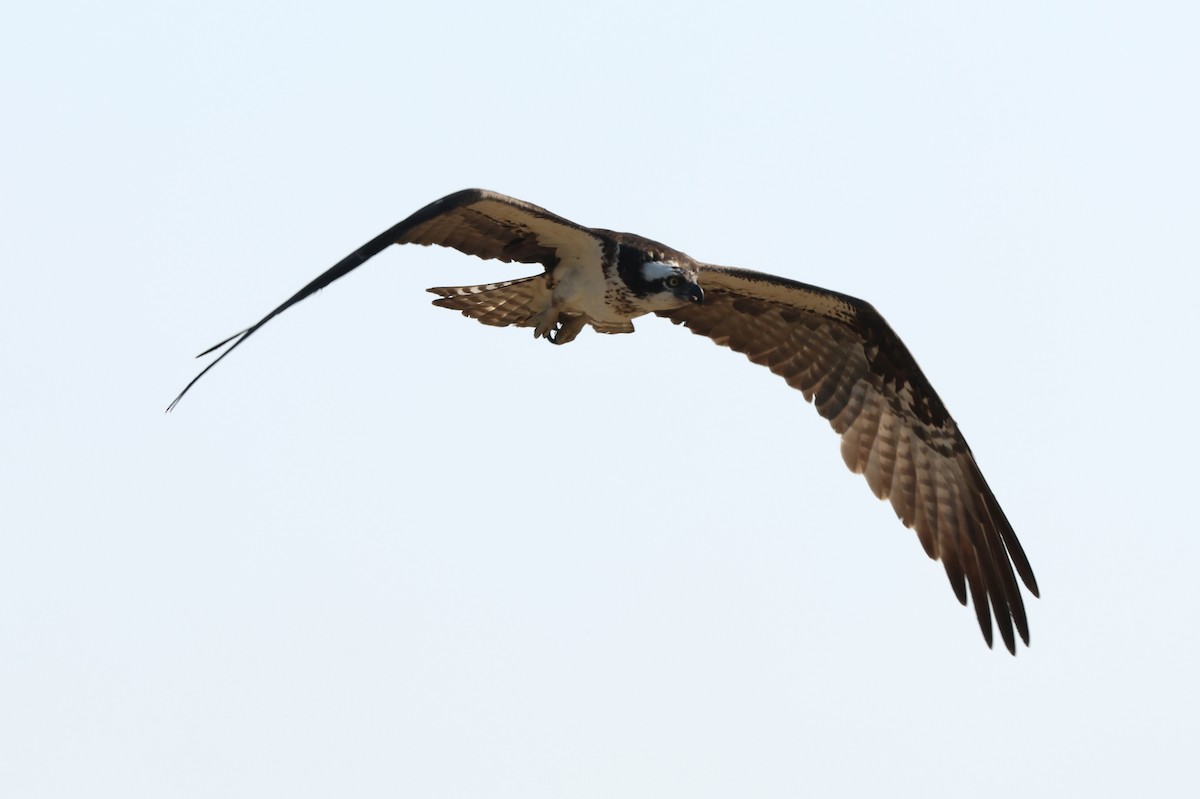 Águila Pescadora (carolinensis) - ML620537795