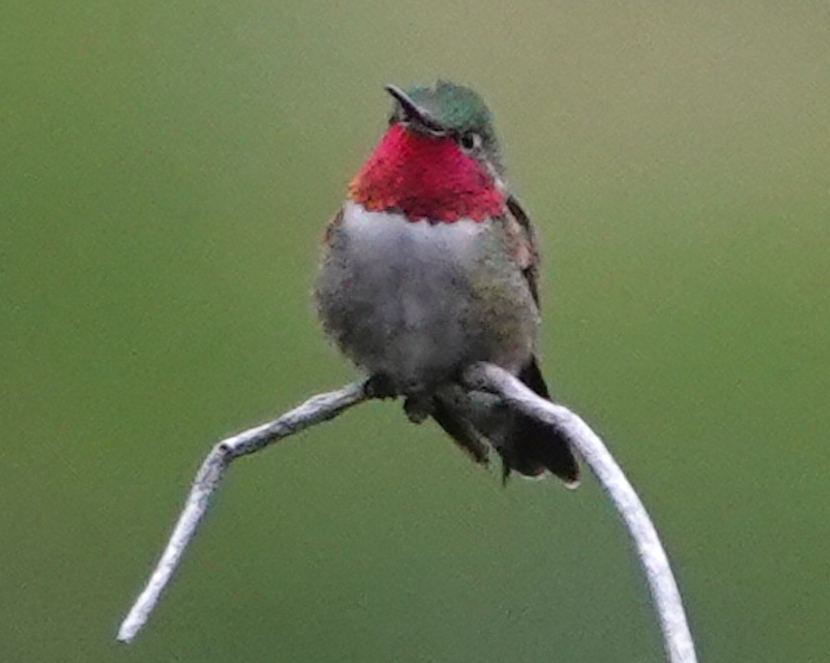 Broad-tailed Hummingbird - ML620537796