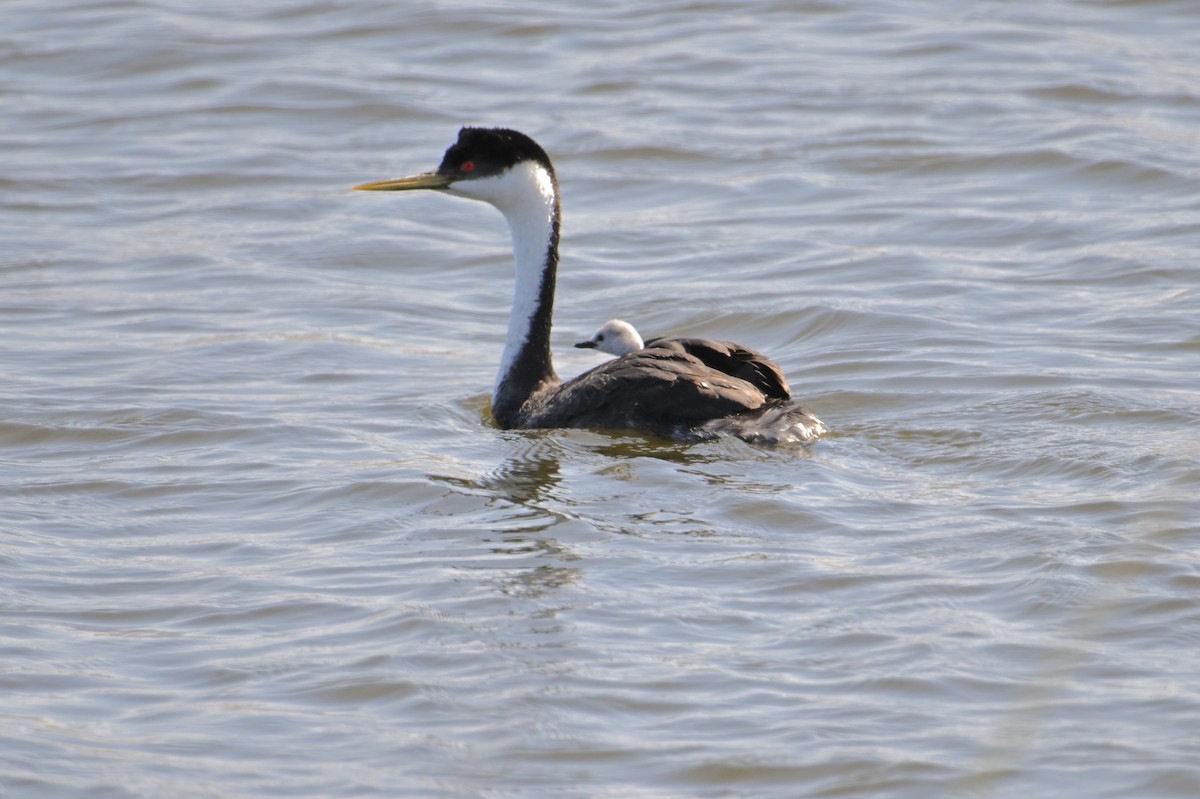 Western Grebe - ML620537801