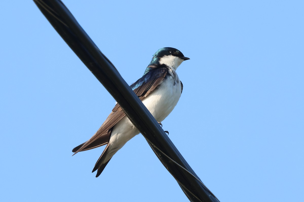 Golondrina Bicolor - ML620537805