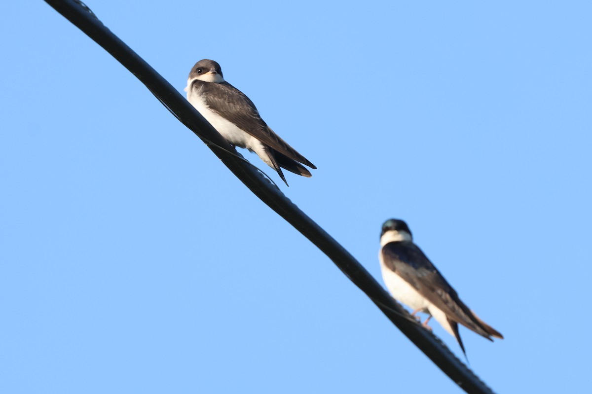 Golondrina Bicolor - ML620537806