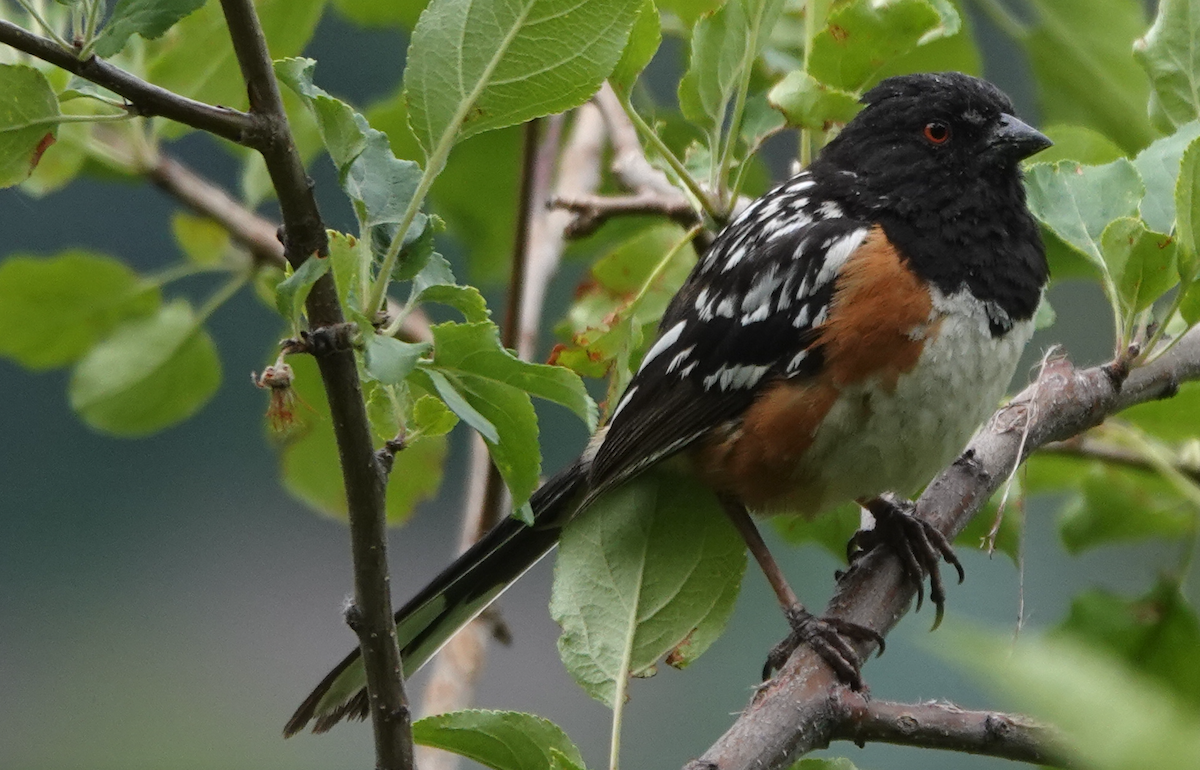 Spotted Towhee - ML620537809