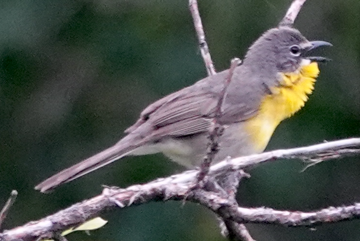 Yellow-breasted Chat - ML620537815