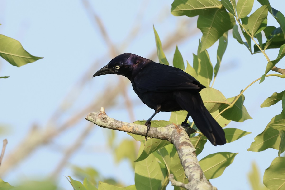 Common Grackle (Florida/Purple) - ML620537819