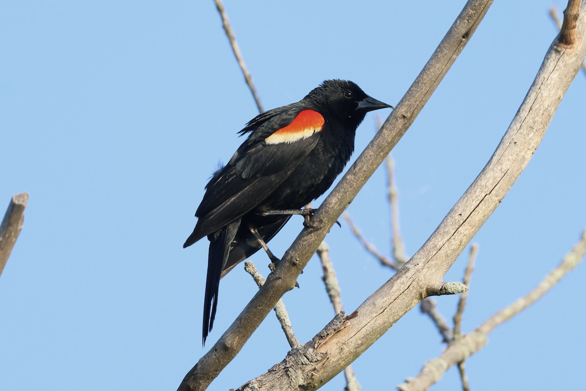 Red-winged Blackbird (Red-winged) - ML620537823