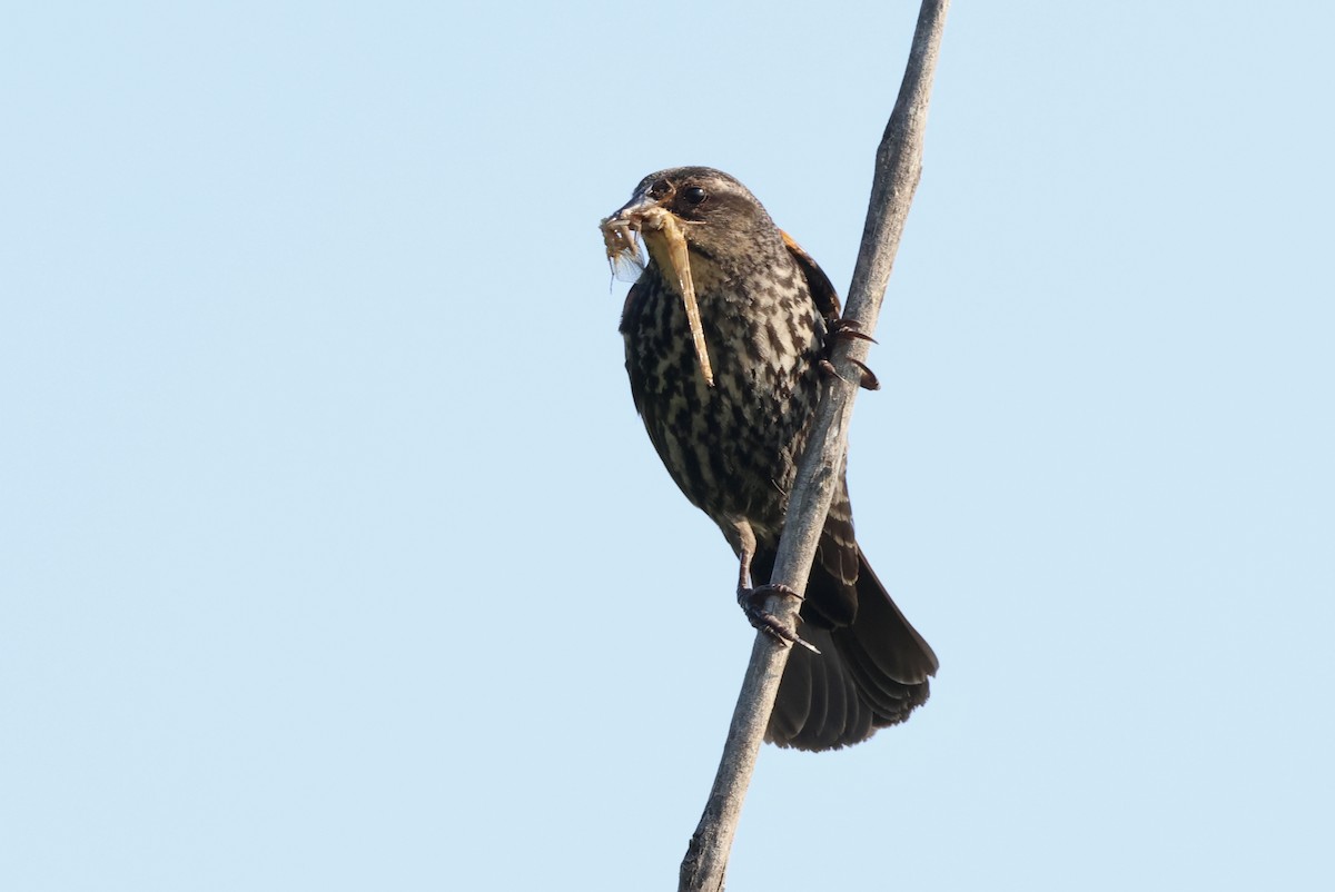 Red-winged Blackbird (Red-winged) - ML620537824