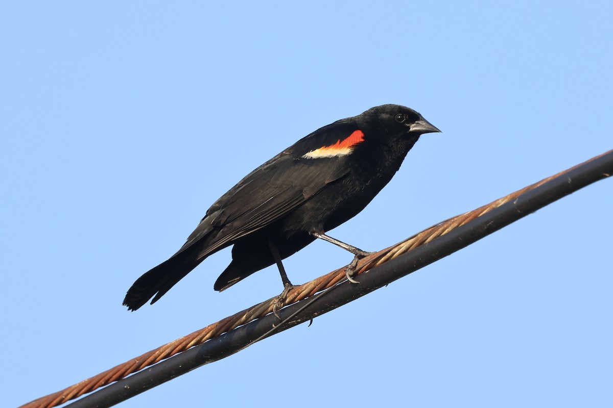 Red-winged Blackbird (Red-winged) - ML620537825