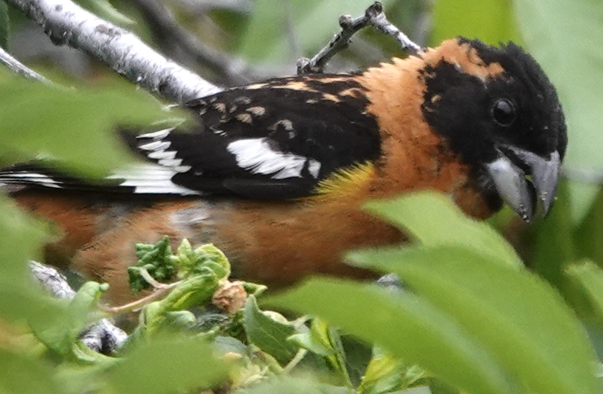 Cardinal à tête noire - ML620537833