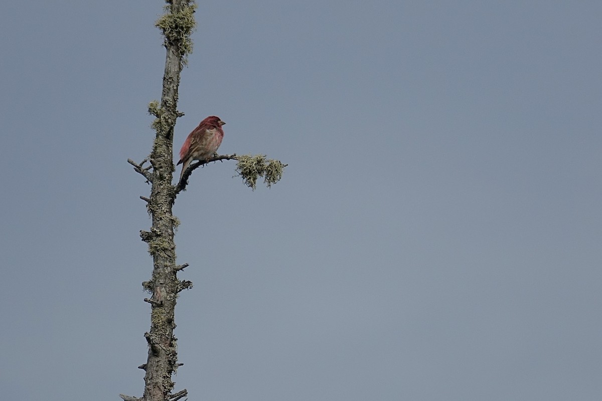 Purple Finch - ML620537836