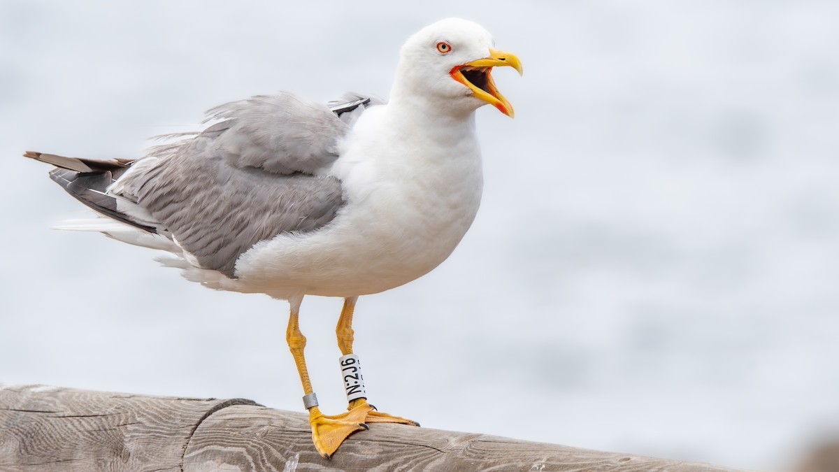 Yellow-legged Gull - ML620537839