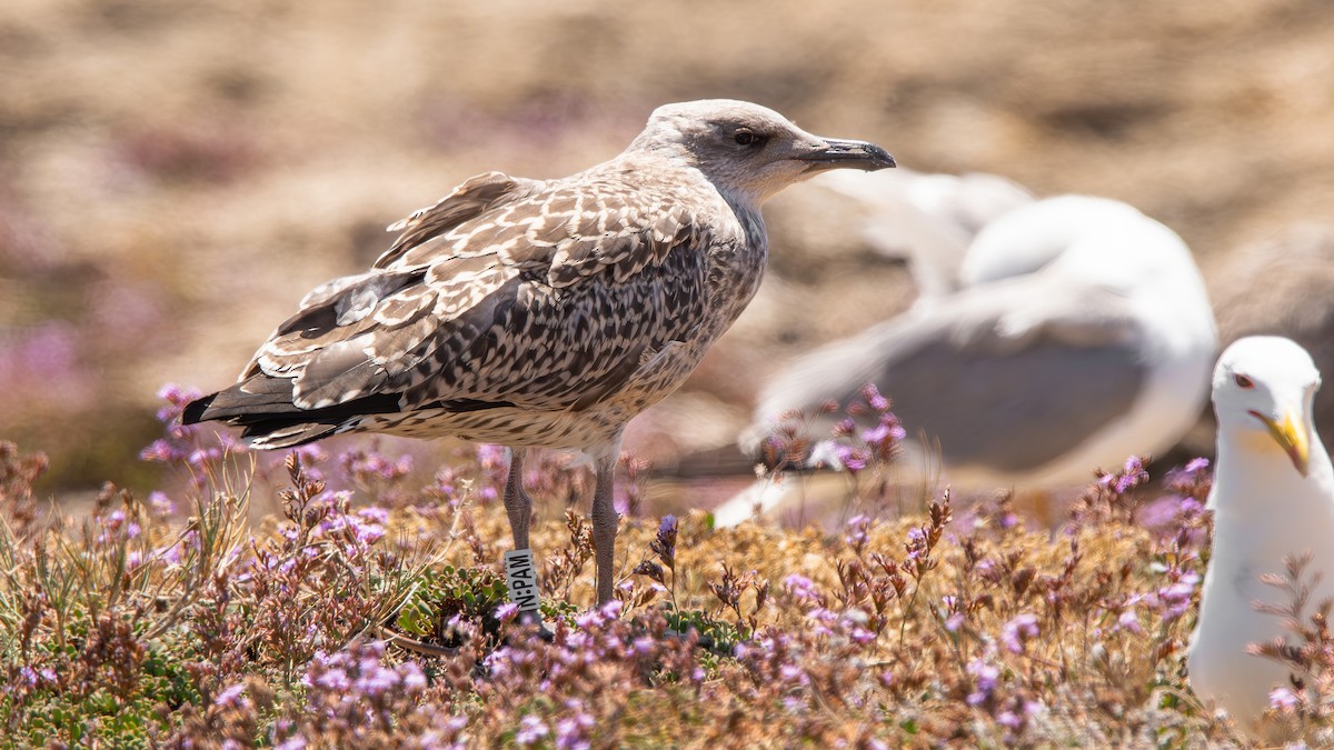 Yellow-legged Gull - ML620537842