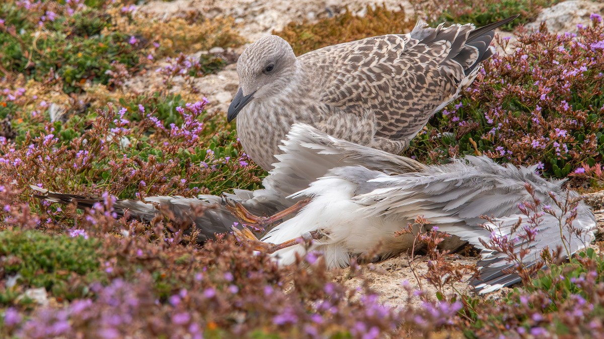 Yellow-legged Gull - ML620537843