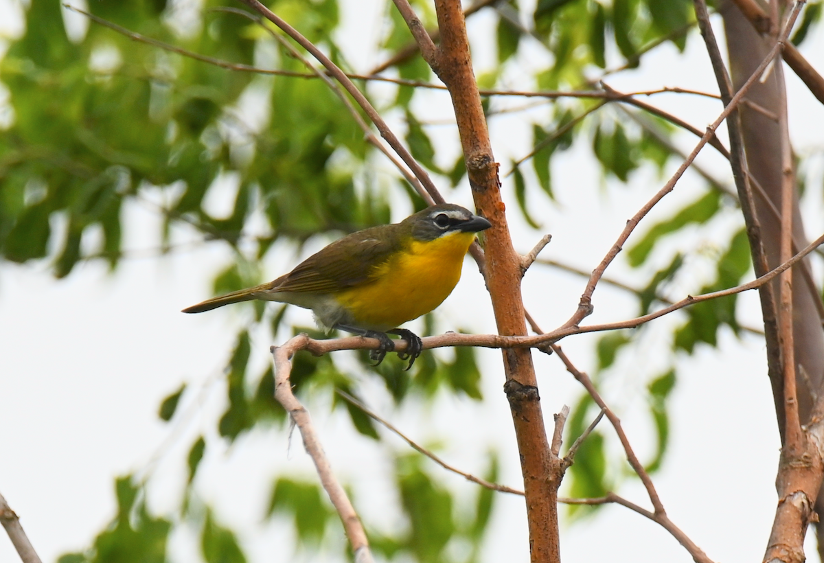 Yellow-breasted Chat - ML620537848